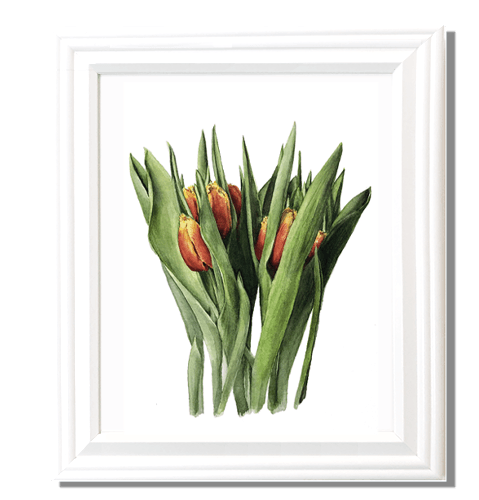 tulips-emerging-by-lisa-maxwell-botanical-artist